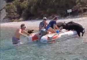 Γουρουνάκια στο νησί Άτοκος ανεβαίνουν σε φουσκωτό σκάφος για να φάνε